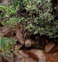 This photo shows the metal-eating plant, <i>Rinorea niccolifera</i>, in its natural habitat.