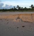 This image shows a sliff-like erosion escarpment on a Florida beach.