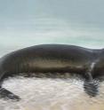 This shows the recently extinct Caribbean monk seal, now classified as <i>Neomonachus tropicalis</i>.