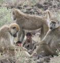 Female baboons and their infants in the Amboseli ecosystem in Kenya are shown. In baboons, the costs of lactation can delay wound healing.