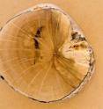 This is a disc cut from the root collar of shrub <em>Dracophyllum</em> on Campbell Island, New Zealand.