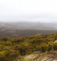 The shrub <em>Dracophyllum</em> covers Campbell Island, New Zealand.