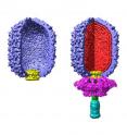 This image shows cross-sections of the empty prohead of the bacteriophage phi29 (left) and the fully assembled virus (right). A molecular motor transports the DNA (red) into the prohead through a portal. Higher resolution TIFF image available.