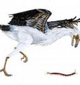 <i>Jeholornis</i>, an early bird, lived during the early Cretaceous period approximately 120 million years ago. The evolution of <i>Jeholornis</i> and other Cretaceous birds is the subject of a new paper published in the <i>Proceedings of the Royal Society B</i>.
