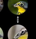 This is a screenshot of comparison between Canada Warbler and Magnolia Warbler.