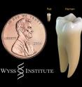 These tooth models show the relative size comparison of a human tooth versus a rat tooth -- to give an idea of the technical challenges involved with performing dentistry on such a small scale.  NOTE: The small "rat tooth" is not an actual rat tooth but rather a resized human tooth.