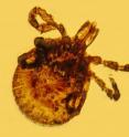 This tick trapped in ancient amber from the Dominican Republic can carry the type of bacteria that causes lyme disease.