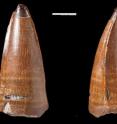 This is a tooth recovered from Chesil Beach in Dorset, England, which belonged to a <i>Dakosaurus</i>.