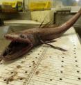 This is a deep sea lizard fish (<i>Bathysaurus ferox</i>) from 2000m depth on the continental slope off the west coast of Scotland.