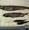 These are smootheads: deep water fish that play a major role in trapping carbon in deep waters of the North Atlantic.