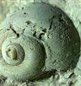 This is a latex impression of a freshwater snail found in a French buhr millstone at Lanterman's Mill, Youngstown, Ohio.