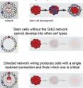 Directed Network Wiring, a new method to simplify the study of protein networks, is illustrated.