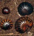 Upper left to Lower right: This image shows different color morphs, genetically found to be identical, of the chirping giant pill-millipede (<i>Sphaeromimus musicus</i>), and a similar-looking species (lower left) of a different genus (<i>Zoosphaerium blandum</i>).