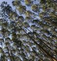 This photo was taken looking up at eucalyptus trees in Brazil. The eucalyptus tree whose genome was sequenced for the study published ahead online June 12, 2014, in <I>Nature</I> is located in Brazil.