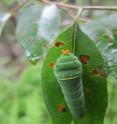 A tiger swallowtail (<i>Papilio glaucus</i>) caterpillar feeds on black cherry (<i>Prunus serotina</i>), which was the only plant consumed by this species at the research field site.