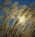 Photochemical reactions during photosynthesis enable plants to convert solar energy into chemical energy that is stored as sugars in the plants' biomass.