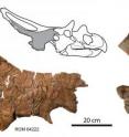 This image depicts <em>Mercuriceratops gemini</em> skull fossils from the right side of the frill.