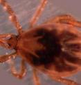 This is a blacklegged tick under a microscope in the Ostfeld Lab.