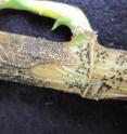 Researchers determined that hot water treatments were not promising for the control of <em>C. dracaenophilum</em> latently present in lucky bamboo. They recommended a systemic approach to controlling the pervasive fungal infection.