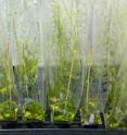 The JBEI GT Collection, the first glycosyltransferase clone collection specifically targeted for the study of plant cell wall biosynthesis, features GT clones of rice (shown here) and <em>Arabidopsis</em> plants.
