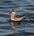 With earlier springs, Arctic Alaska shorebirds like this red-necked phalarope feeding in a small Arctic pond, need to adjust their migratory calendars to breed earlier and earlier.  Such adjustments for these international migrants have unclear effects on their capacity to balance other seasonal demands in other parts of the world.
