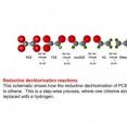 Reductive dechlorination reactions are shown.