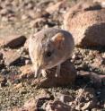Scientists from the California Academy of Sciences have discovered a new species of round-eared sengi, or elephant-shrew, in the remote deserts of southwestern Africa. This is the third new species of sengi to be discovered in the wild in the past decade. It is also the smallest known member of the 19 sengis in the order Macroscelidea.