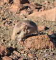 Sengis are restricted to Africa and, despite their small size, are more closely related to elephants, sea cows, and aardvarks than they are to true shrews. Found in a remote area of Namibia, on the inland edge of the Namib Desert at the base of the Etendeka Plateau, scientists believe this new species went undescribed for so long because of the challenges of doing scientific research in such an isolated area. Yet it is precisely this isolation, and the unique environmental conditions in the region, that have given rise to this and other endemic organisms.