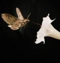 A pollinating moth <em>Manduca sexta</em>, this one with a wing span of about 4 inches, feeds from a Sacred Dutura, or <em>Datura wrightii</em>, flower.