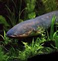 New research by a team led by UW-Madison biochemistry Professor Michael Sussman shows that electric fish, including the electric eel, evolved their electric organ six times independently over the course of evolutionary history. Sussman's team identified the molecular levers and developmental pathways that all six lineages of electric fish worldwide have in common, resolving a longstanding mystery of what scientists call convergent evolution, a problem Darwin himself pondered.