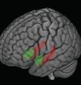 Different forms of early life stress, such as child maltreatment or poverty, impacted the size of two important brain regions: the hippocampus (shown in red) and amygdala (shown in green), according to new University of Wisconsin&#8211Madison research. Children who experienced such stress had small amygdalae and hippocampai, which was related to behavioral problems in these same individuals.