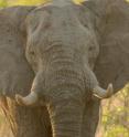 Even though an elephant's bladder is 3,600 times larger than a cat's (18 liters vs. 5 milliliters), both animals relieve themselves in about 20 seconds.