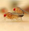 This image depicts copulating flies.