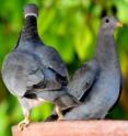 Three band-tailed pigeons perch in Santa Barbara County. Researchers at UC Davis and the California Department of Fish and Wildlife have identified trichomonosis as a key factor in winter die-offs and the population decline of this native migratory game bird.
