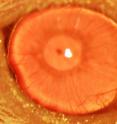 This is a restored functional cornea following transplantation of human ABCB5-positive limbal stem cells to limbal stem cell-deficient mice. Transplants consisting of human ABCB5-positive limbal stem cells resulted in restoration and long-term maintenance of a normal clear cornea, whereas control mice that received either no cells or ABCB5-negative cells failed to restore the cornea.