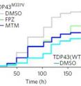 Two drugs that boost autophagy led to longer survival of neurons grown from stem cells derived from the cells of patients with ALS (middle two lines).