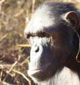This is a chimp showing "grass-in-the-ear" behavior.