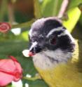 A Sooty-capped bush tanager (<em>Chlorospingus pileatus</em>) holding a freshly removed stamen from <em>Axinaea costaricensis</em> in its beak. Flowers of <em>A. costaricensis</em> where stamens have been removed are visible in the background