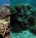 On the left is a coral-covered reef. On the right is one dominated by algae.