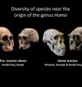 These fossil skulls, representing pre-erectus <i>Homo</i> and <i>Homo erectus</i>, exhibit diverse traits and indicate that the early diversification of the human genus was a period of morphological experimentation. In July 2014, Smithsonian paleoanthropologist Richard Potts and a team of researchers analyzed new scientific data and concluded that the ability of early humans to adjust to changing conditions ultimately enabled the earliest species of <i>Homo</i> to vary, survive and begin spreading from Africa to Eurasia 1.85 million years ago.