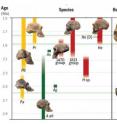 This chart depicts hominin evolution from 3.0-1.5 million years ago and reflects the diversity of early human species and behaviors that were critical to how early <i>Homo</i> adapted to variable habitats, a trait that allows people today to occupy diverse habitats around the world. In July 2014, Smithsonian paleoanthropologist Richard Potts and a team of researchers analyzed new scientific data and concluded that the ability of early humans to adjust to changing conditions ultimately enabled the earliest species of <i>Homo</i> to vary, survive and begin spreading from Africa to Eurasia 1.85 million years ago.