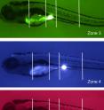 To confirm the findings, researchers worked with scientists at Duke University who do zebra fish modeling.