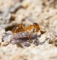 This image shows a winter ant (<i>Prenolepis imparis</i>).