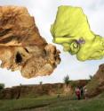 The Xujiayao 15 late archaic human temporal bone from northern China, with
the extracted temporal labyrinth, is superimposed on a view of the Xujiayao site.