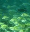 A school of tropical plant-eating fish including various species that are shifting their distribution towards temperate waters.