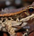 Ranavirus infection could contribute to extinction of wood frogs in populations that are demographically isolated.