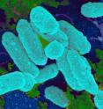 The bacteria called non-typeable <i>Haemophilus influenzae</i> are a common cause of infection in the upper respiratory tract. By attaching to surfaces in the body the bacteria form a biofilm. Wu et al. have reported that when the bacteria encounter non-lethal amounts of specific antibiotics they are stimulated to form a bioiflm, a structure that causes chronic infection and which can be highly resistant to antibiotics.