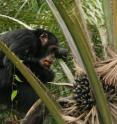 Chimps feed on oil palm fruit.