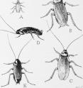 A is the German roach, or Croton bug, <i>Blattella germanica</i>. B is the American cockroach, <i>Periplaneta americana</i>. C is the Australian cockroach, <i>Periplaneta australasiae</i>. D is the wingless female of the oriental roach, <i>Blatta orientalis</i>. E is the winged male of the oriental roach.