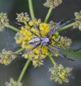 This is the desert bush spider <i>Diguetia canities</i>.